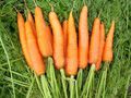 морковь полезные свойсва