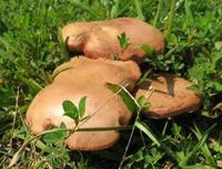 грибы польза и вред